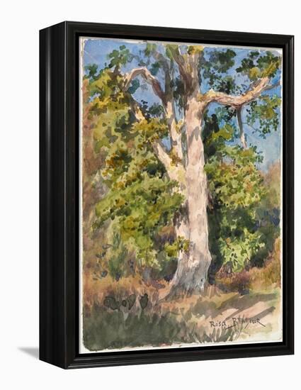 Tree Study (W/C)-Rosa Bonheur-Framed Premier Image Canvas