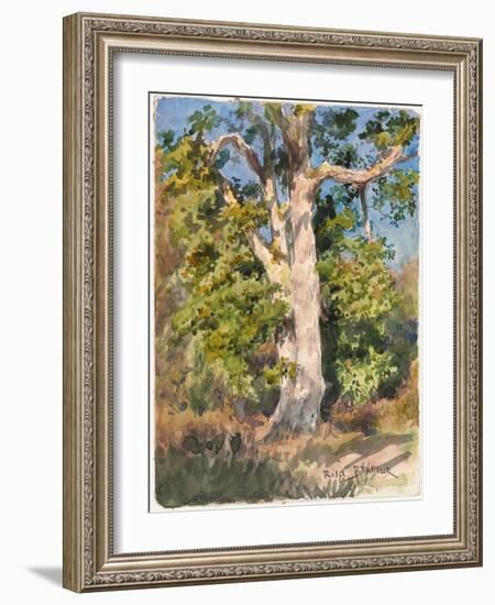 Tree Study (W/C)-Rosa Bonheur-Framed Giclee Print