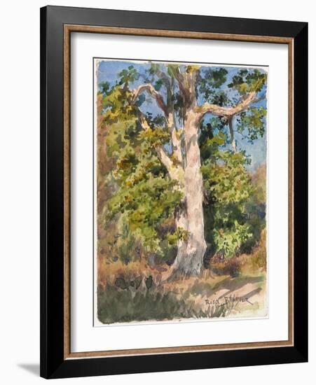 Tree Study (W/C)-Rosa Bonheur-Framed Giclee Print