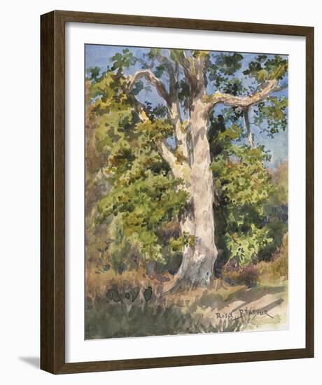 Tree Study-Rosa Bonheur-Framed Giclee Print