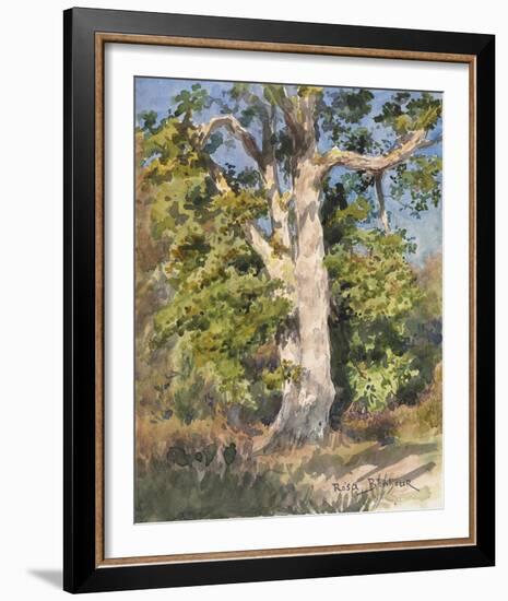 Tree Study-Rosa Bonheur-Framed Giclee Print