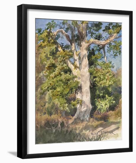Tree Study-Rosa Bonheur-Framed Giclee Print