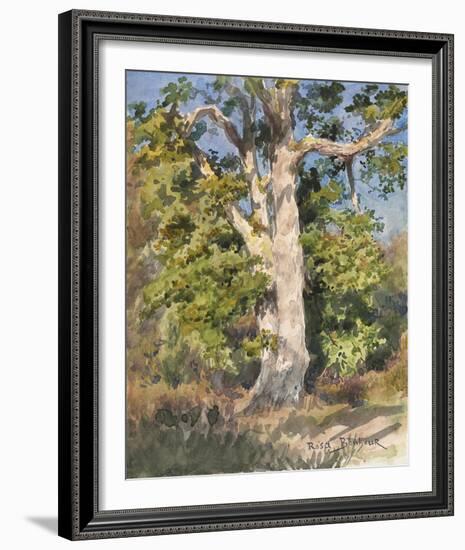 Tree Study-Rosa Bonheur-Framed Giclee Print