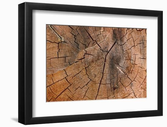 Tree Stump Detail-Panoramic Images-Framed Photographic Print