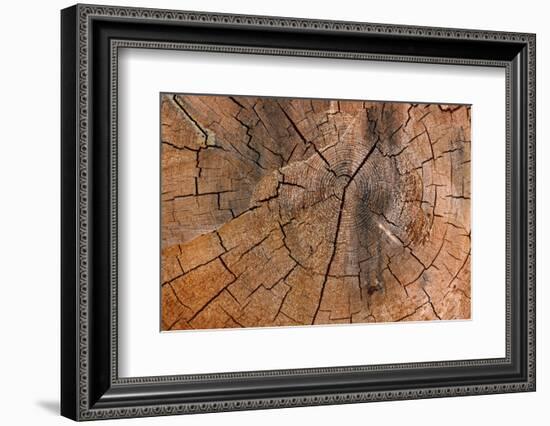 Tree Stump Detail-Panoramic Images-Framed Photographic Print