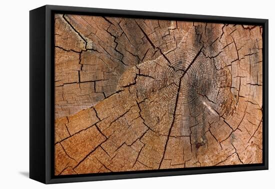 Tree Stump Detail-Panoramic Images-Framed Premier Image Canvas