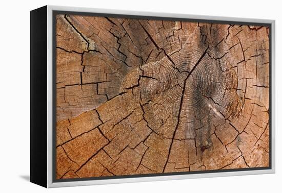 Tree Stump Detail-Panoramic Images-Framed Premier Image Canvas
