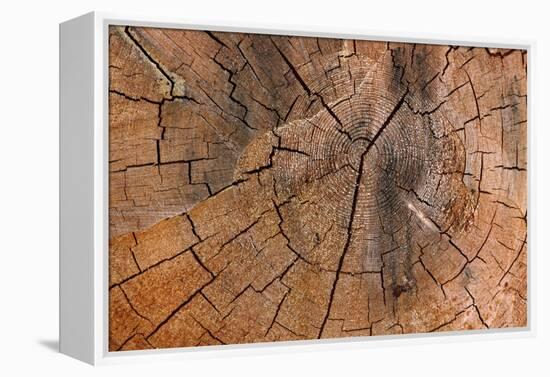 Tree Stump Detail-Panoramic Images-Framed Premier Image Canvas