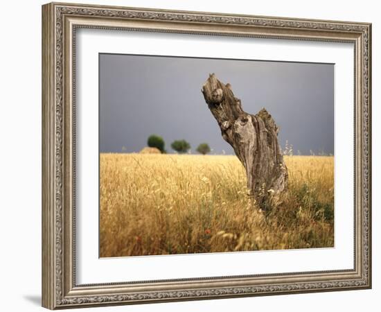 Tree Stump, Grain-Field, Provence, France-Thonig-Framed Photographic Print