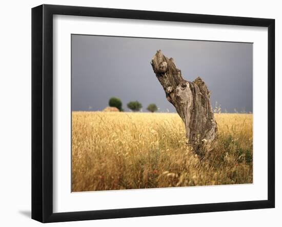 Tree Stump, Grain-Field, Provence, France-Thonig-Framed Photographic Print