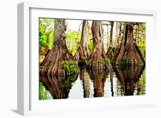 Tree Stumps-Bruce Nawrocke-Framed Art Print