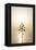 Tree, Sunset (Backlit)-Simon Plant-Framed Premier Image Canvas