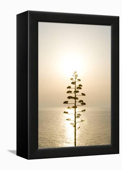 Tree, Sunset (Backlit)-Simon Plant-Framed Premier Image Canvas