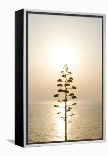 Tree, Sunset (Backlit)-Simon Plant-Framed Premier Image Canvas