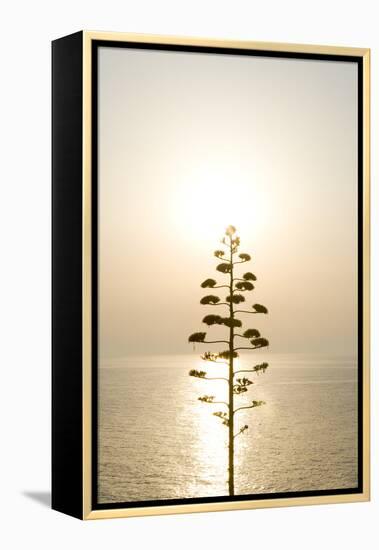Tree, Sunset (Backlit)-Simon Plant-Framed Premier Image Canvas