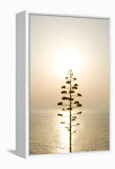 Tree, Sunset (Backlit)-Simon Plant-Framed Premier Image Canvas