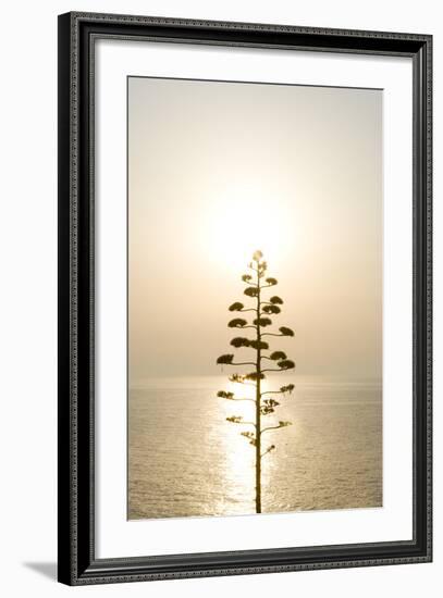 Tree, Sunset (Backlit)-Simon Plant-Framed Premium Photographic Print