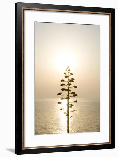 Tree, Sunset (Backlit)-Simon Plant-Framed Premium Photographic Print