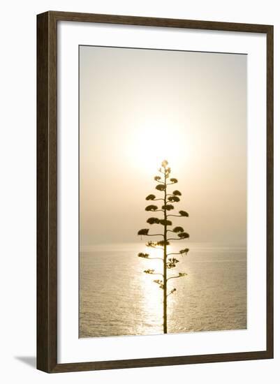 Tree, Sunset (Backlit)-Simon Plant-Framed Premium Photographic Print