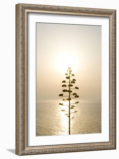 Tree, Sunset (Backlit)-Simon Plant-Framed Photographic Print