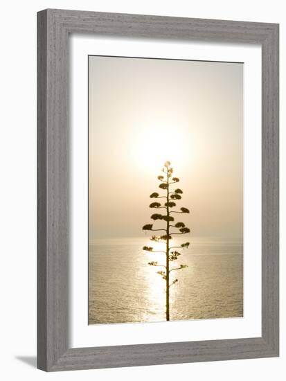 Tree, Sunset (Backlit)-Simon Plant-Framed Photographic Print