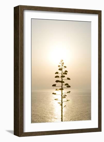 Tree, Sunset (Backlit)-Simon Plant-Framed Photographic Print