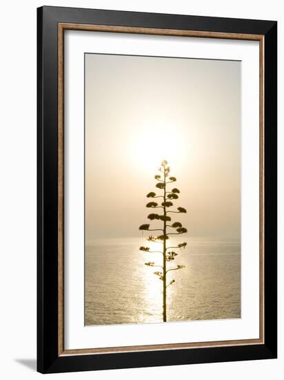 Tree, Sunset (Backlit)-Simon Plant-Framed Photographic Print