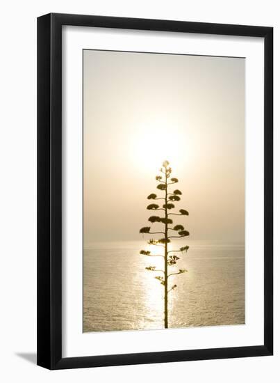 Tree, Sunset (Backlit)-Simon Plant-Framed Photographic Print