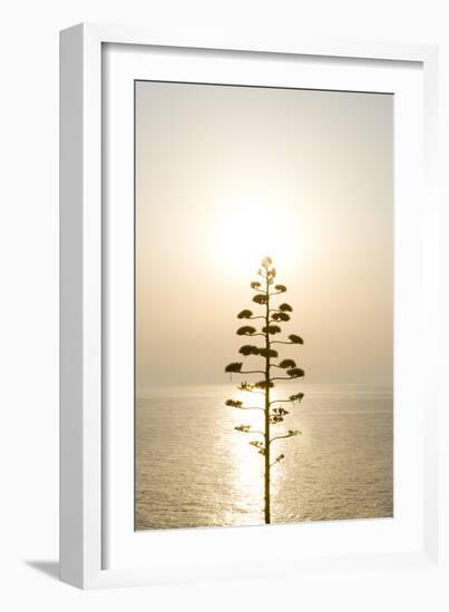 Tree, Sunset (Backlit)-Simon Plant-Framed Photographic Print