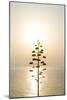 Tree, Sunset (Backlit)-Simon Plant-Mounted Photographic Print