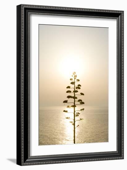 Tree, Sunset (Backlit)-Simon Plant-Framed Photographic Print