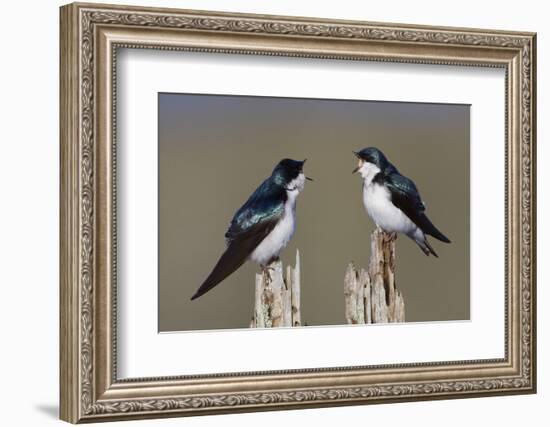 Tree Swallow pair-Ken Archer-Framed Photographic Print