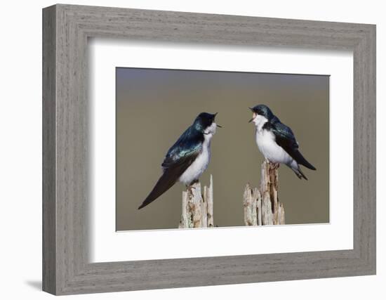 Tree Swallow pair-Ken Archer-Framed Photographic Print