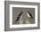 Tree Swallow pair-Ken Archer-Framed Photographic Print