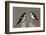 Tree Swallow pair-Ken Archer-Framed Photographic Print