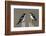 Tree Swallow pair-Ken Archer-Framed Photographic Print