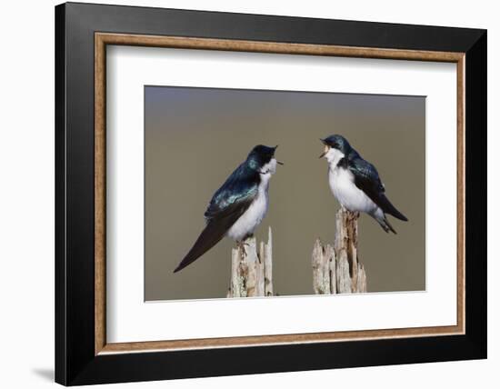 Tree Swallow pair-Ken Archer-Framed Photographic Print