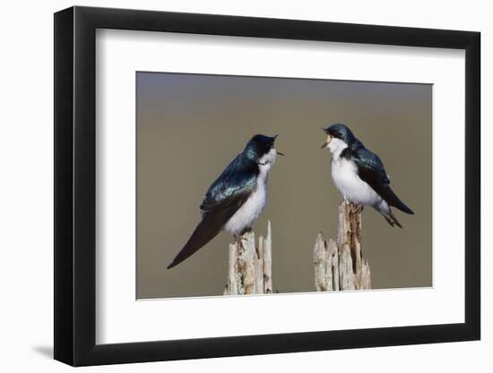 Tree Swallow pair-Ken Archer-Framed Photographic Print