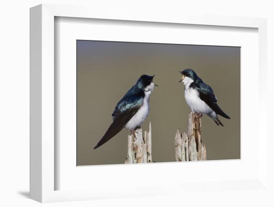 Tree Swallow pair-Ken Archer-Framed Photographic Print