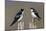 Tree Swallow pair-Ken Archer-Mounted Photographic Print