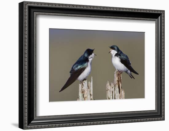 Tree Swallow pair-Ken Archer-Framed Photographic Print