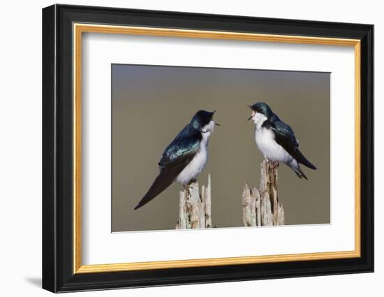 Tree Swallow pair-Ken Archer-Framed Photographic Print