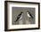 Tree Swallow pair-Ken Archer-Framed Photographic Print