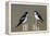 Tree Swallow pair-Ken Archer-Framed Premier Image Canvas