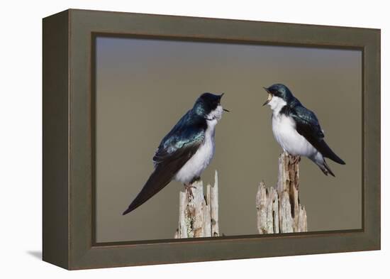 Tree Swallow pair-Ken Archer-Framed Premier Image Canvas