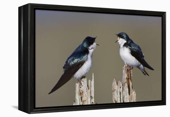 Tree Swallow pair-Ken Archer-Framed Premier Image Canvas