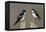 Tree Swallow pair-Ken Archer-Framed Premier Image Canvas