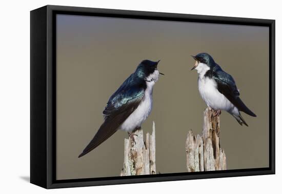 Tree Swallow pair-Ken Archer-Framed Premier Image Canvas