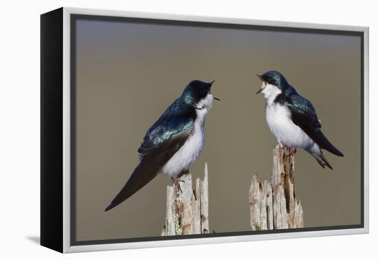 Tree Swallow pair-Ken Archer-Framed Premier Image Canvas