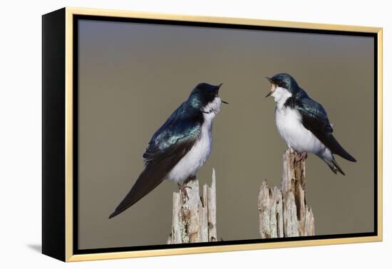 Tree Swallow pair-Ken Archer-Framed Premier Image Canvas